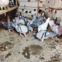 کبوتر|پرنده|گرگان, |دیوار