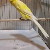 قناری رسمی بلند