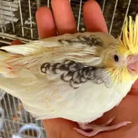 یه تعداد ۱۶ عدد جوجه عروس دوکت