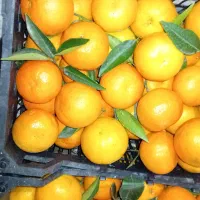 نارنگی پیج|خوردنی و آشامیدنی|بابل, |دیوار