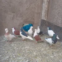 کبوتر