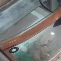 آکواریوم معاوضه با قناری|ماهی|زنجان, |دیوار