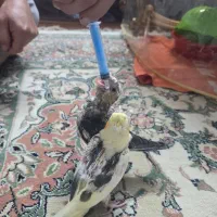 جوجه عروس هلندی|پرنده|تهران, یافت‌آباد|دیوار