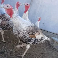 بوقلمون محلی