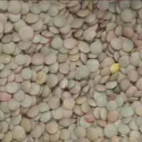 ماش محلی عدس محلی|خوردنی و آشامیدنی|اصفهان, جلفا|دیوار