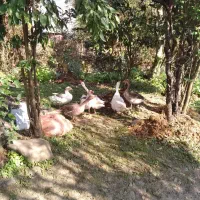 نداشتن موقعیت|حیوانات مزرعه|کومله, |دیوار