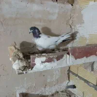 کبوتر|پرنده|ساوه, |دیوار