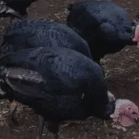 گوشت پاک شده بوقلمون غاز و خروس محلی|خوردنی و آشامیدنی|ماکو, |دیوار