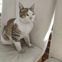 گربه پیدا شده تماس بگیرید