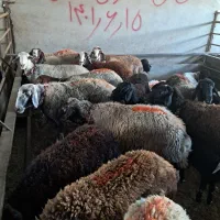 ۳۰ راس میش داشتی|حیوانات مزرعه|اصفهان, جلوان|دیوار