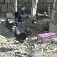 جوجه وخروس گلین|حیوانات مزرعه|باغ بهادران, |دیوار