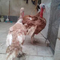 بوقلمون بوربون