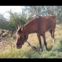 حیوان اسب با تجهیزات