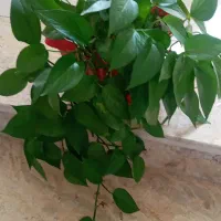 گلهای پتوس با گلدان مناسب