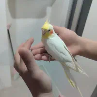 پرنده|پرنده|عنبران, |دیوار