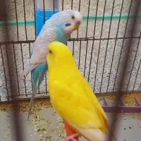 جفت مرغ عشق بالغ