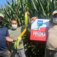 بذر ذرت علوفه ای تناژ بالا برند مای ترکیه