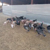 بوقلمون|حیوانات مزرعه|چناران, |دیوار