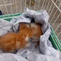 2عدد بچه گربه واگذاری رایگان