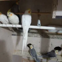 عروسی هلندی