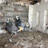 فروش کبوتر ورشی