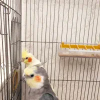 عروس هلندی|پرنده|تبریز, |دیوار