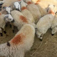 حیوانات و دام