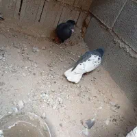 کبوتر چب|پرنده|جره و بالاده, |دیوار