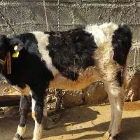 گاو|حیوانات مزرعه|لالی, |دیوار