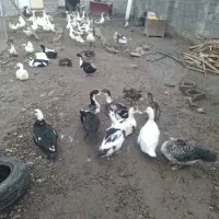 اردک ماده بالغ وتخمگذار