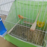 قناری قرص و سرحال