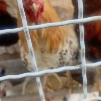 خروس بالغ محلی