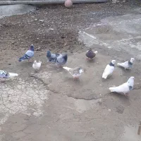 کبوتر|پرنده|روانسر, |دیوار