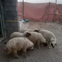 بره گوشتی