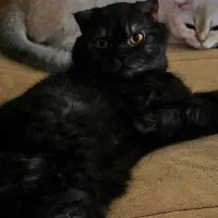 گربه اسکاتیش نر جهت جفت‌گیری