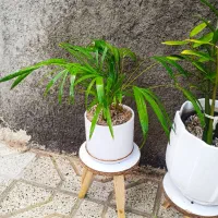 گل سرحال|گل و گیاه طبیعی|نیشابور, خط کاشمر|دیوار