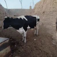 گاو|حیوانات مزرعه|سده (خراسان جنوبی), |دیوار
