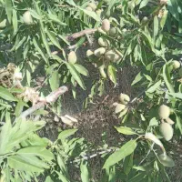 فروش بادام درختی