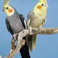 چهار عدد عروس هلندی دستی|پرنده|قم, امامزاده ابراهیم|دیوار
