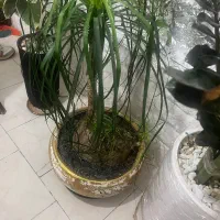 درختچه ۱۲ساله لیندا|گل و گیاه طبیعی|کرج, کیانمهر|دیوار