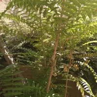 زیرزمین اجاره