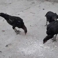 مرغ محلی به فروش  میرسد|حیوانات مزرعه|میناب, |دیوار