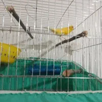 دوعدد قناری نر و ماده با پنج تا تخم