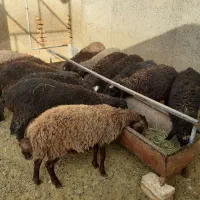 بره نروماده خوراک خور