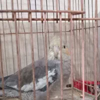 پرنده عروس هلندی جوان