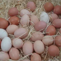 پخش روزانه تخم مرغ رئیسی
