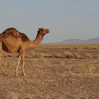 ۴نفر شتر شیری زاییده