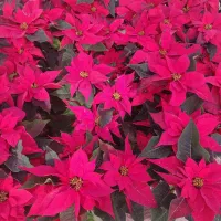 فروش گیاهان گلدار و آپارتمانی|گل و گیاه طبیعی|مشهد, شهرک صنعتی توس|دیوار