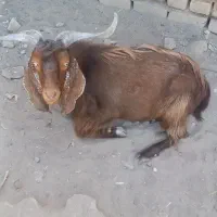 بزغاله نر