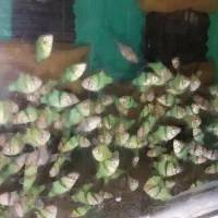 تایگر بارب و...